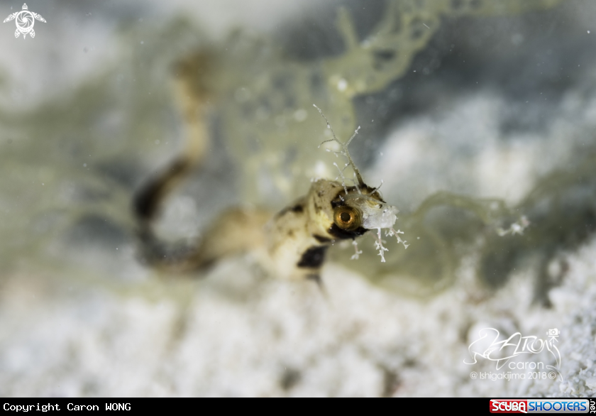 A Sea Dragon