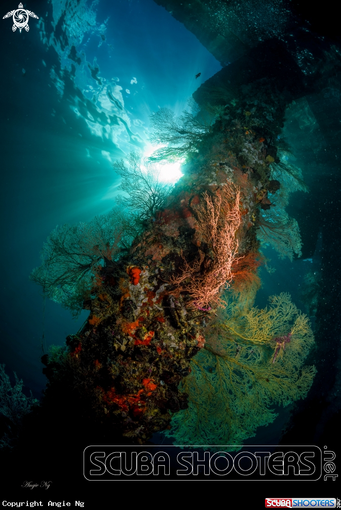 A Sea Fans