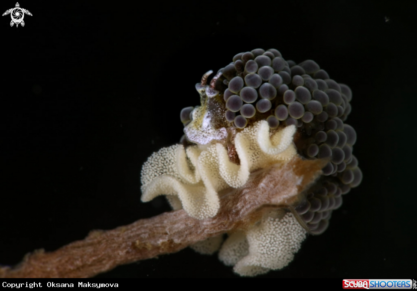A Nudibranch Doto sp. 
