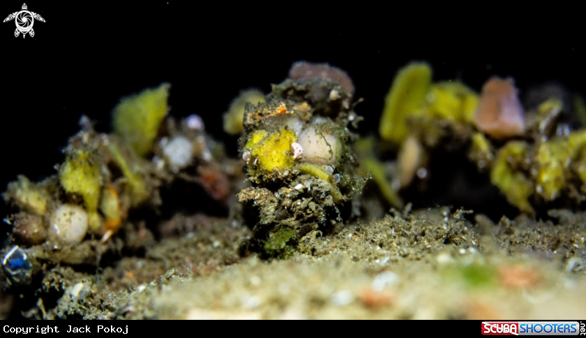 A Spider decorator crab