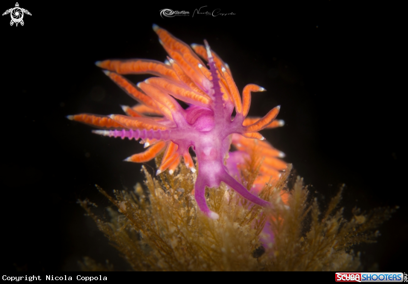 A Flabellina ischitana 