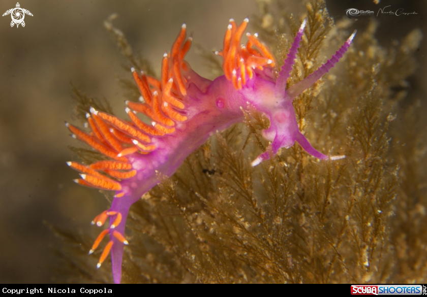 A flabellina ischitana 