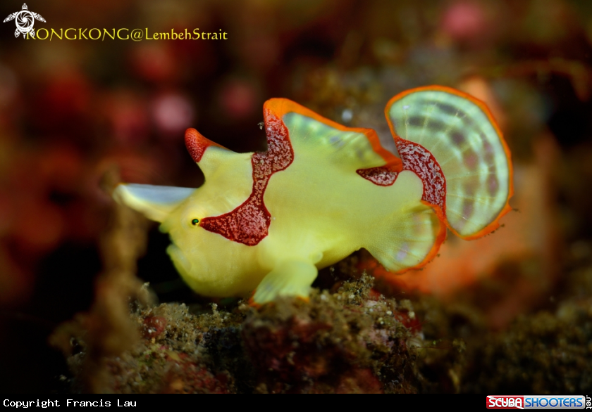 A Warty Frogfish