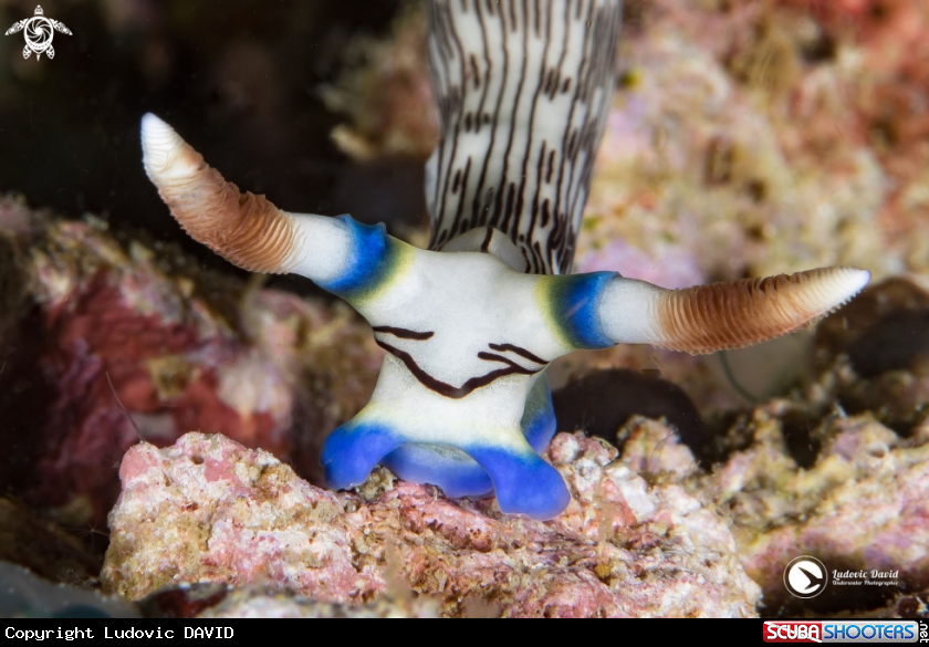 A Lined Nembrotha Nudibranch