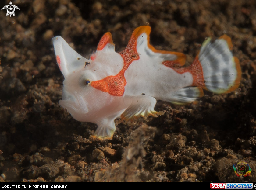 A Clown frogfish juvenile