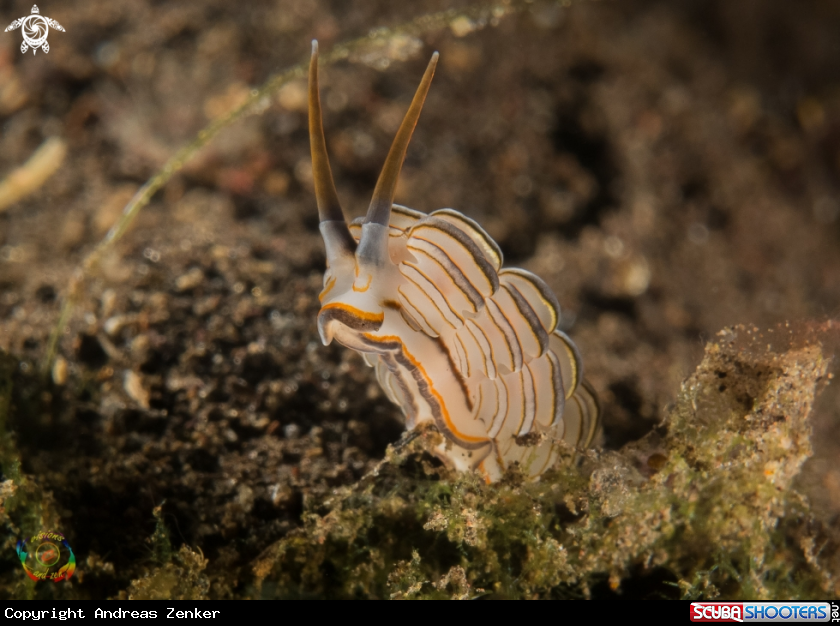 A Donut nudibranch