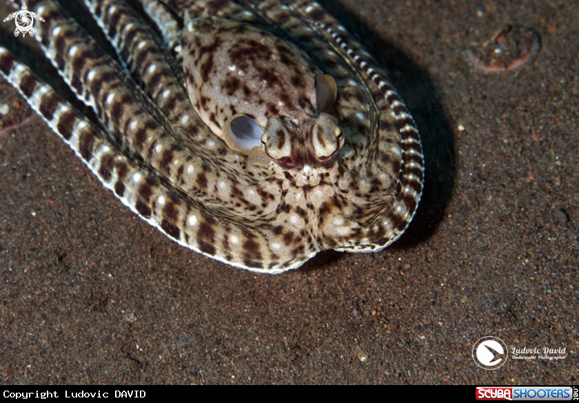 A Mimic Octopus