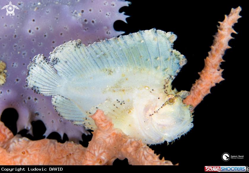 A Leaf Scorpionfish