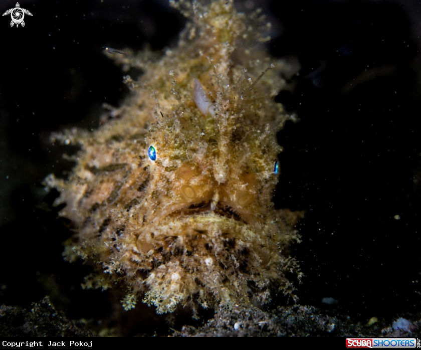 A Hairy frogfish