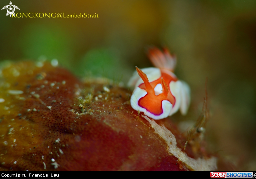 A Nudibranch