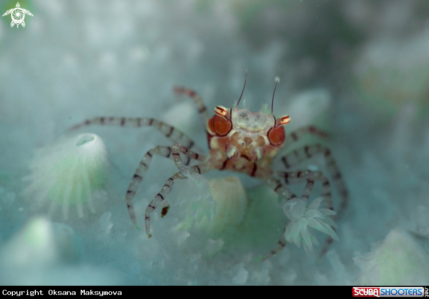 A  Boxer crab ( Lybia tesselata )