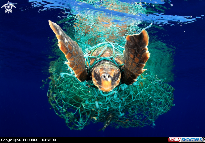 A Caretta Caretta turtle