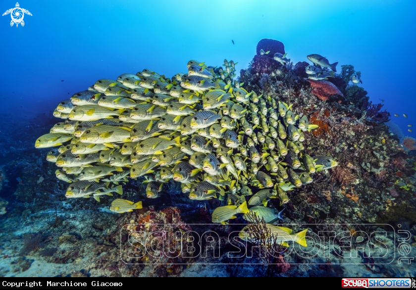 A Blue stripper snappers
