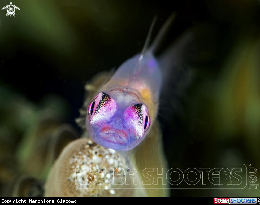 A Goby pink eyes