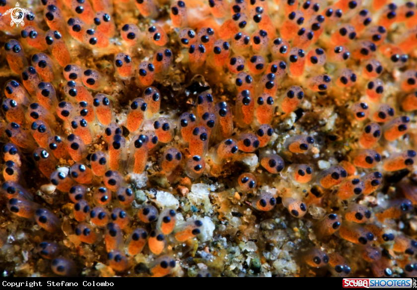 A Clownfish eggs