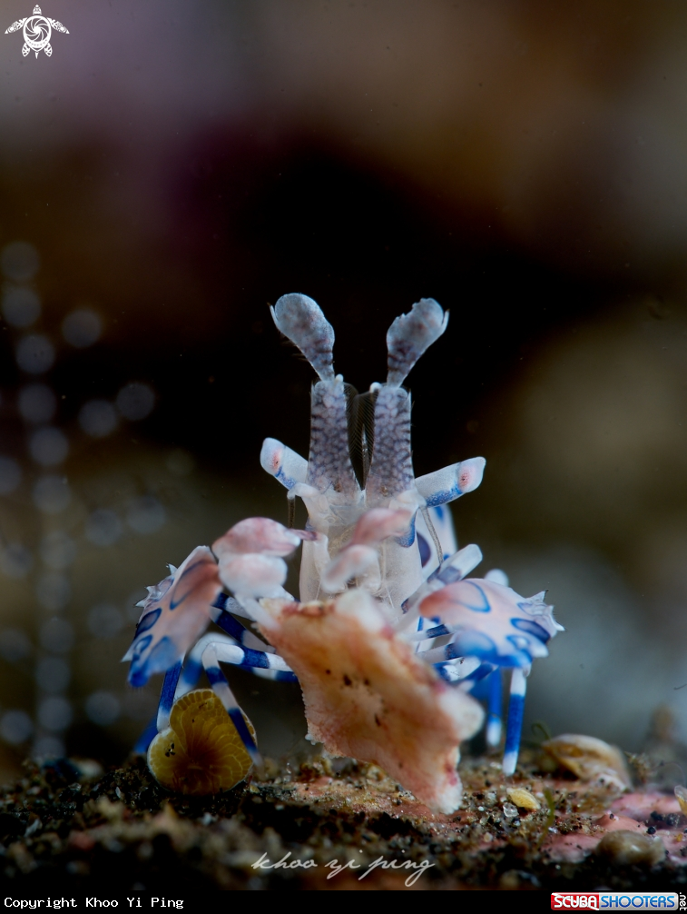 A Harlequin shrimp