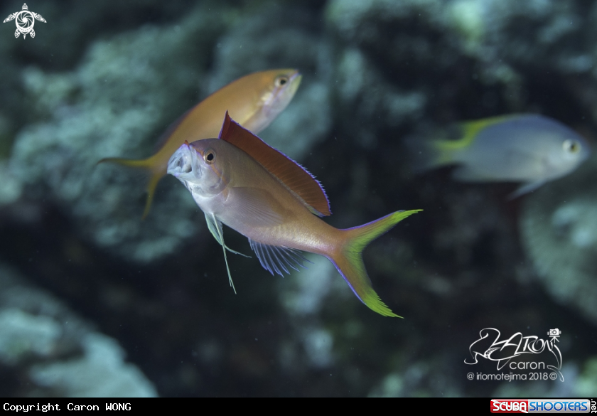 A Anthias Fish