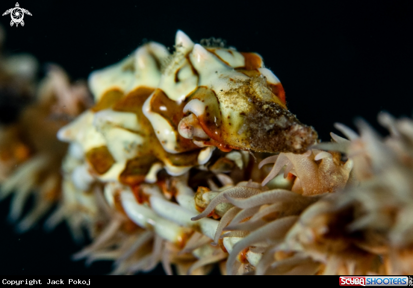 A Xeno crab 