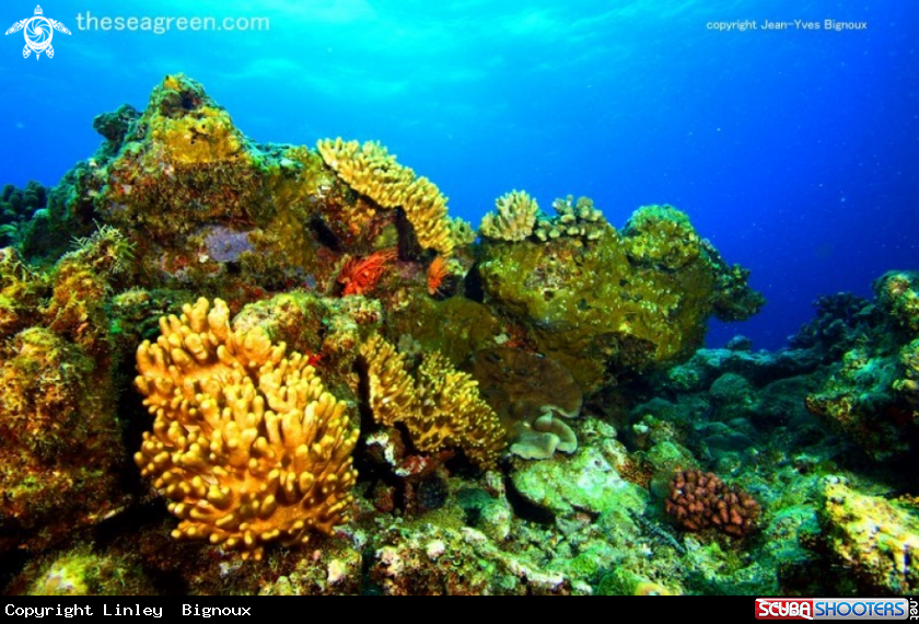 A Coral reef formation Balaclava