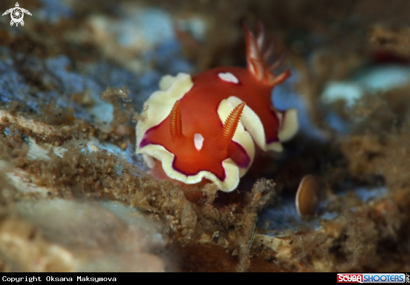 A Nudibranch Mexichromis pusilla (Bergh, 1874)