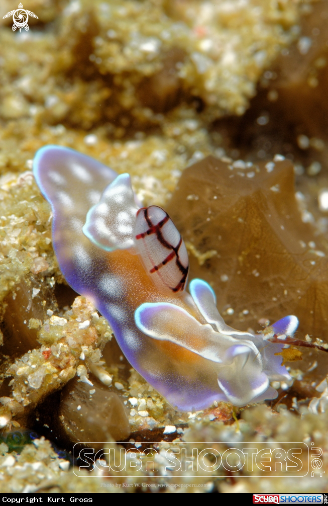 A Nudibranche