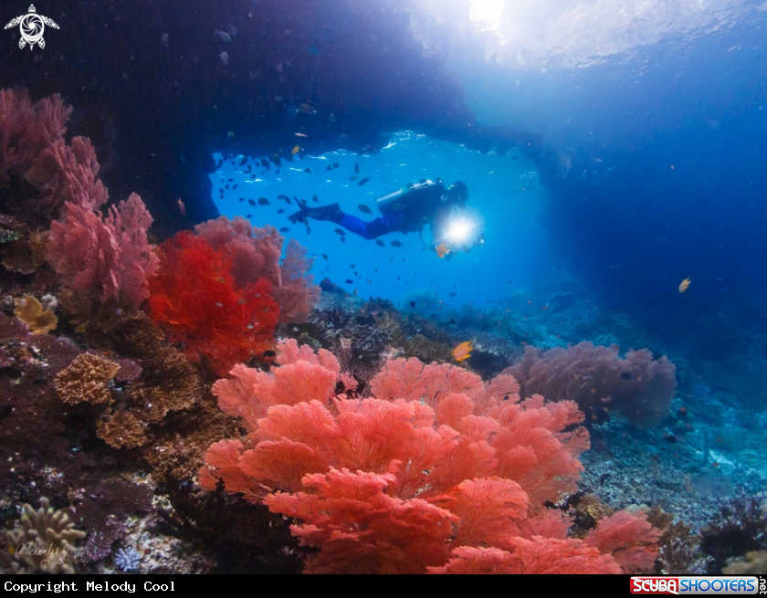 A seafan coral