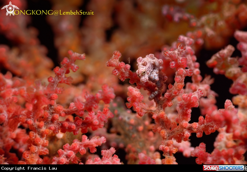 A Pygmy Seahorse