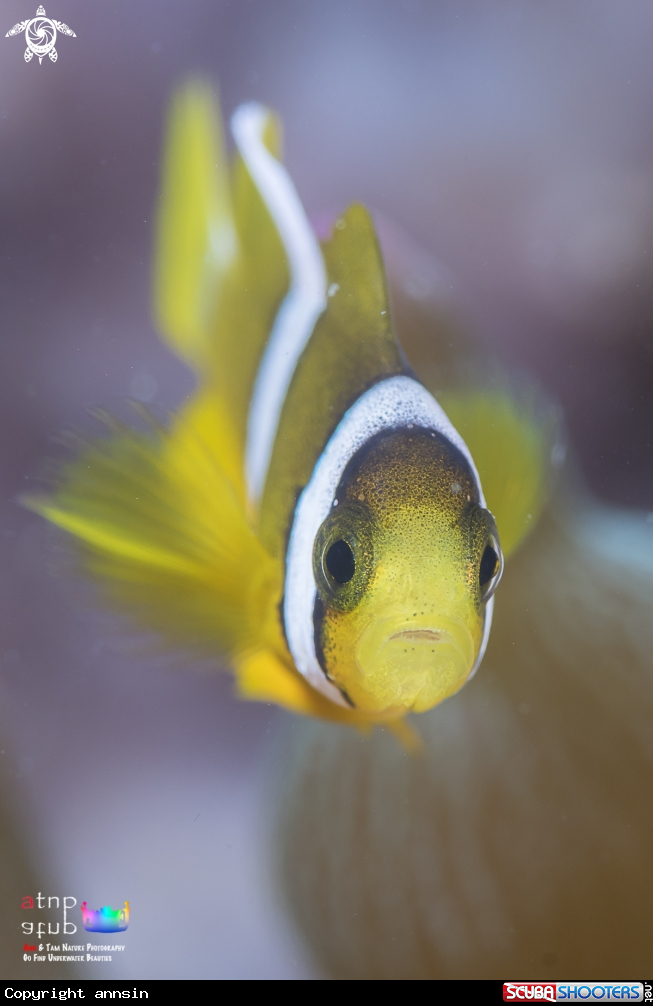 A Clownfish