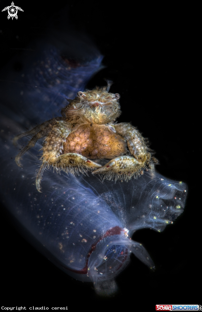 A porcelain crab with eggs