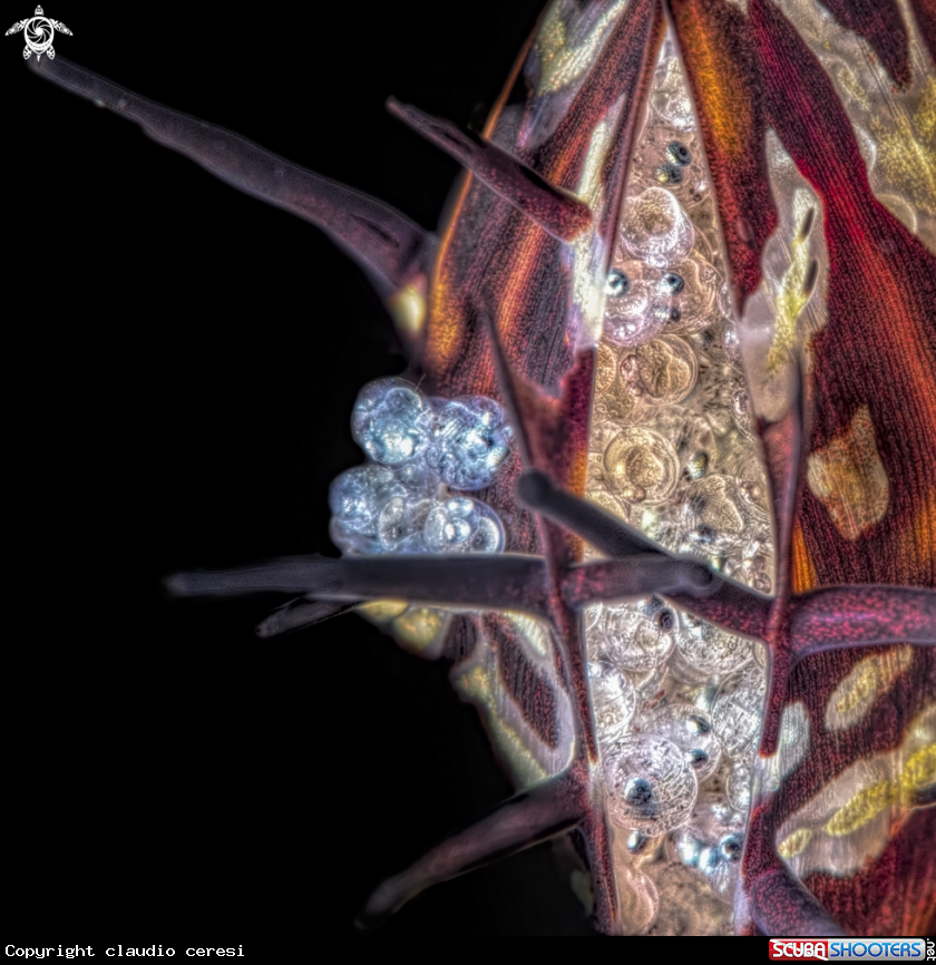 A gost pipefish eggs