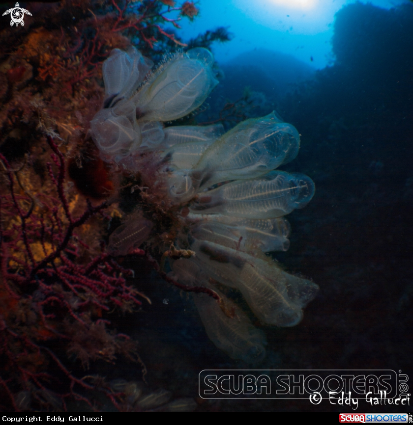 A Scilla depth
