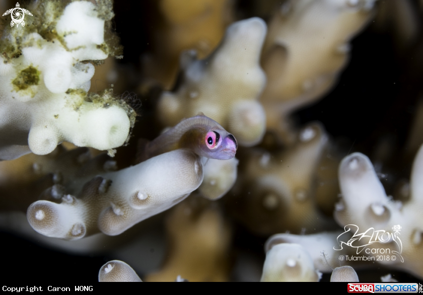 A Pink eye goby