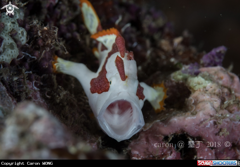 A Frogfish