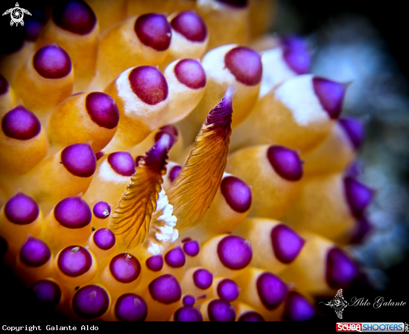 A Janolus Nudibranch