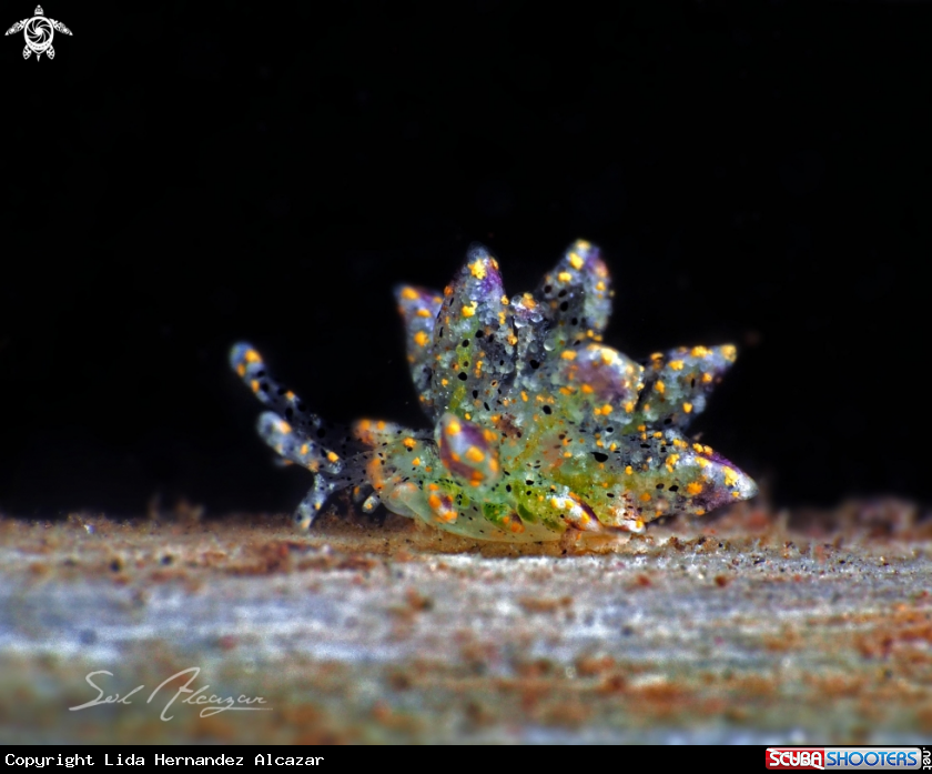 A nudibranch