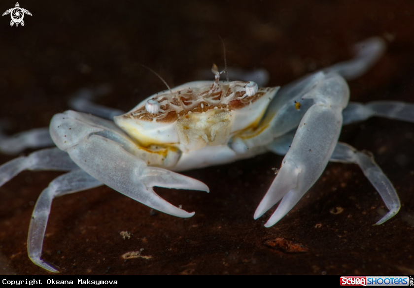 A Tiny white crab