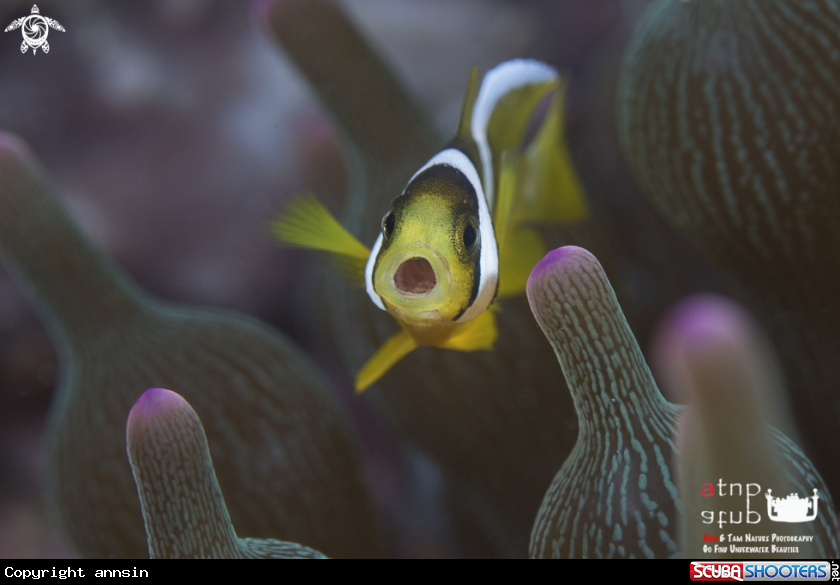 A  Clownfish