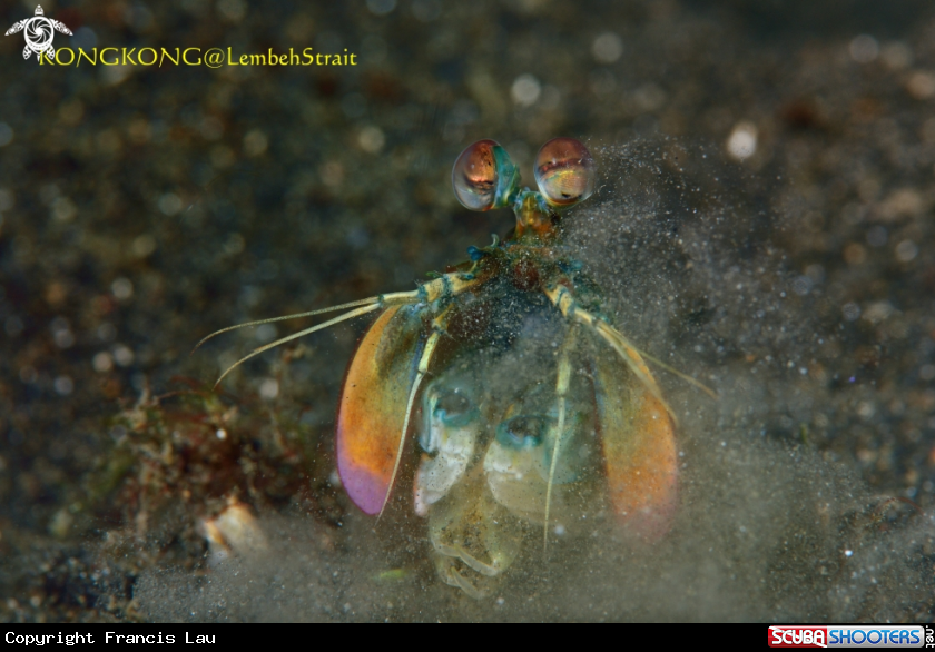 A Peacock Mantis Shrimp