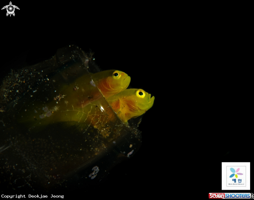 A yellow pigmy goby