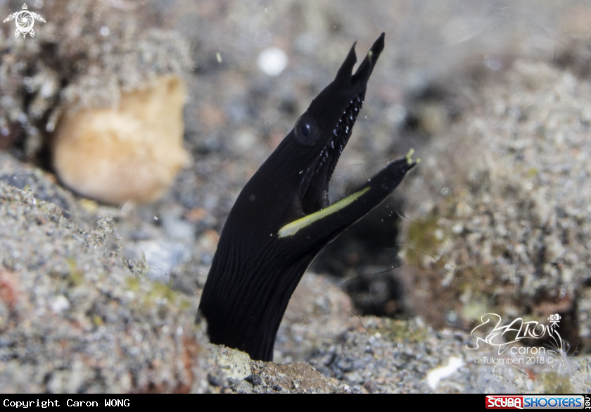 A Juvenile Ribbon Eel