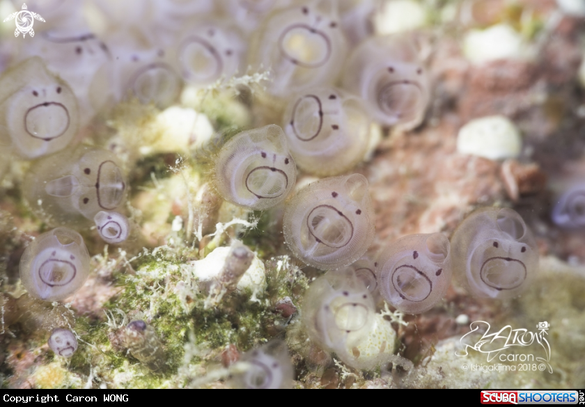 A Tunicate