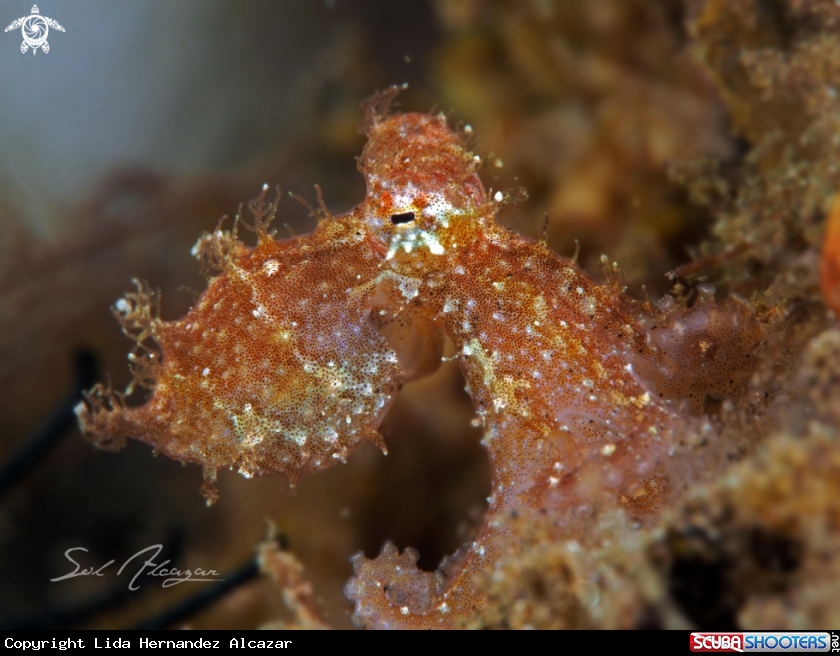 A algae octopus