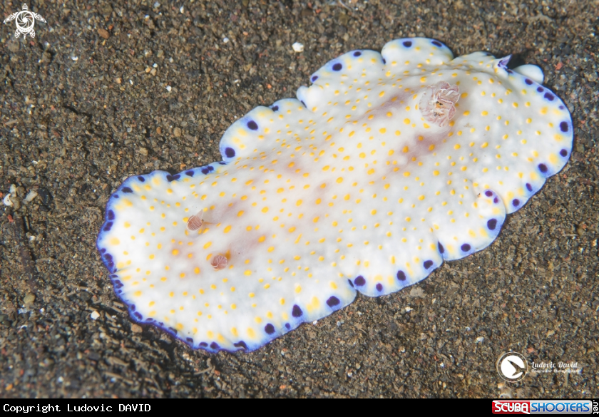 A Goniobranchus Nudibranch