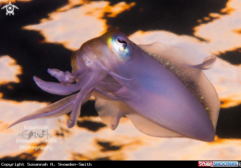 A Caribbean Reef Squid