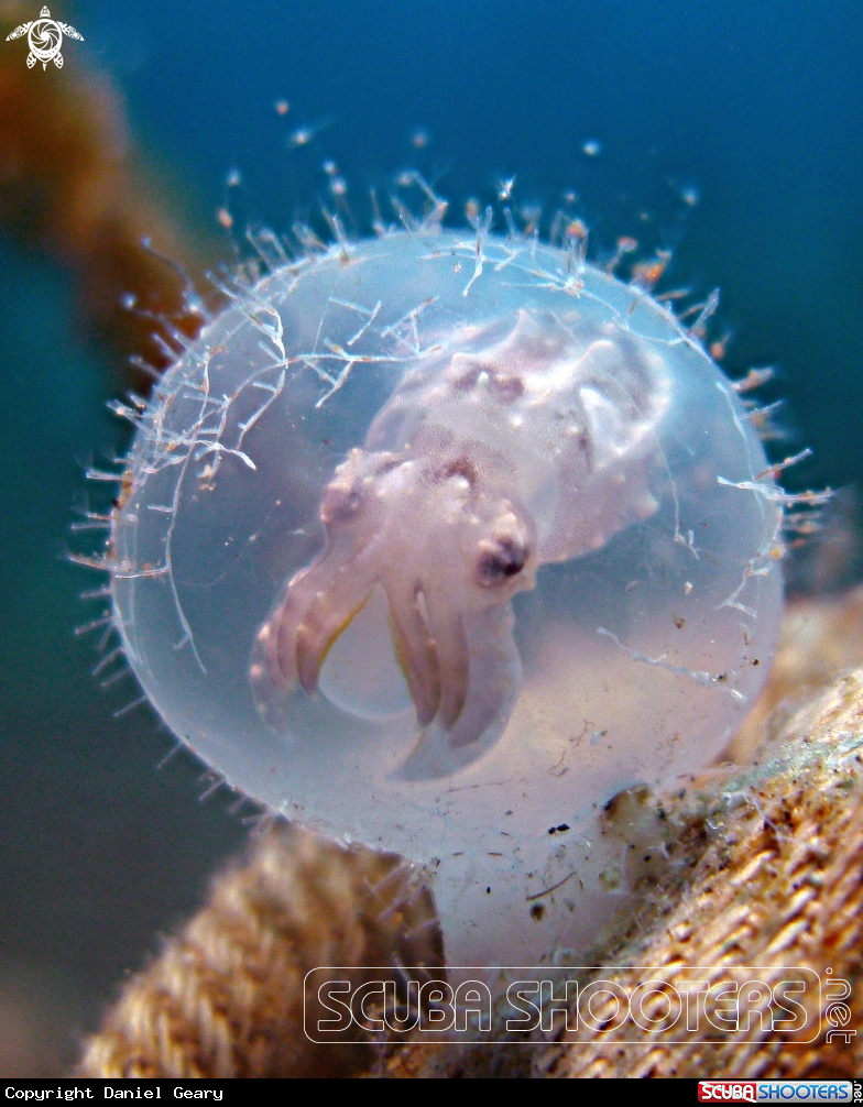 A Flamboyant Cuttlefish