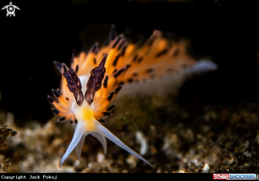 A Favorinus tsuruganus