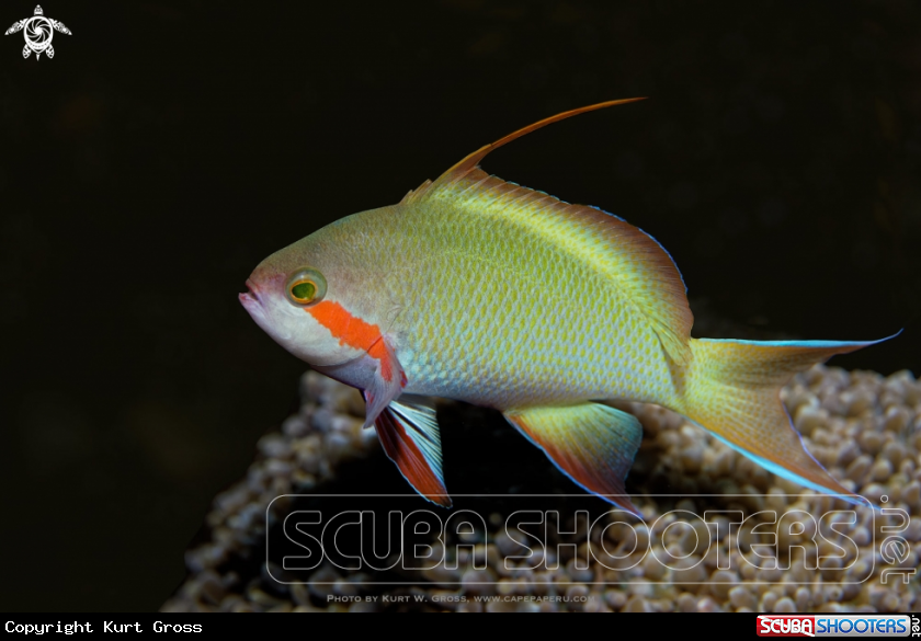 A Threadfin Anthias