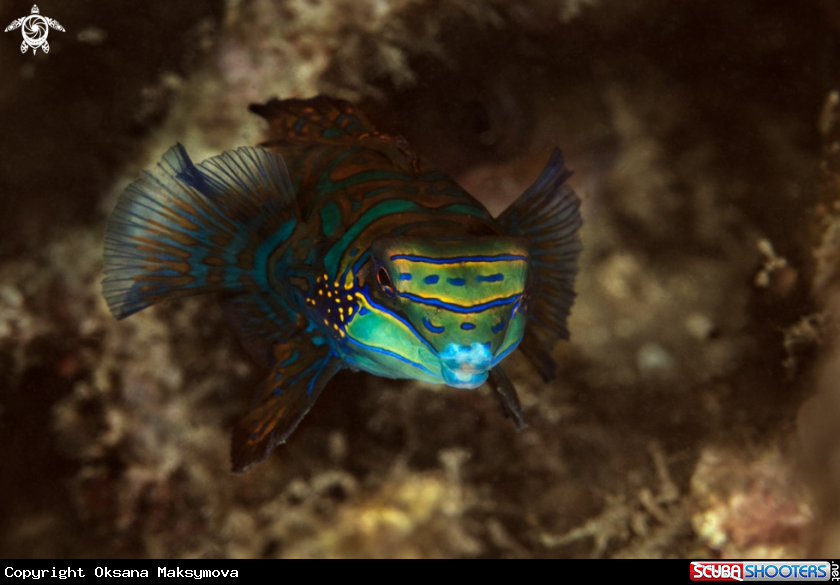 A Mandarin fish