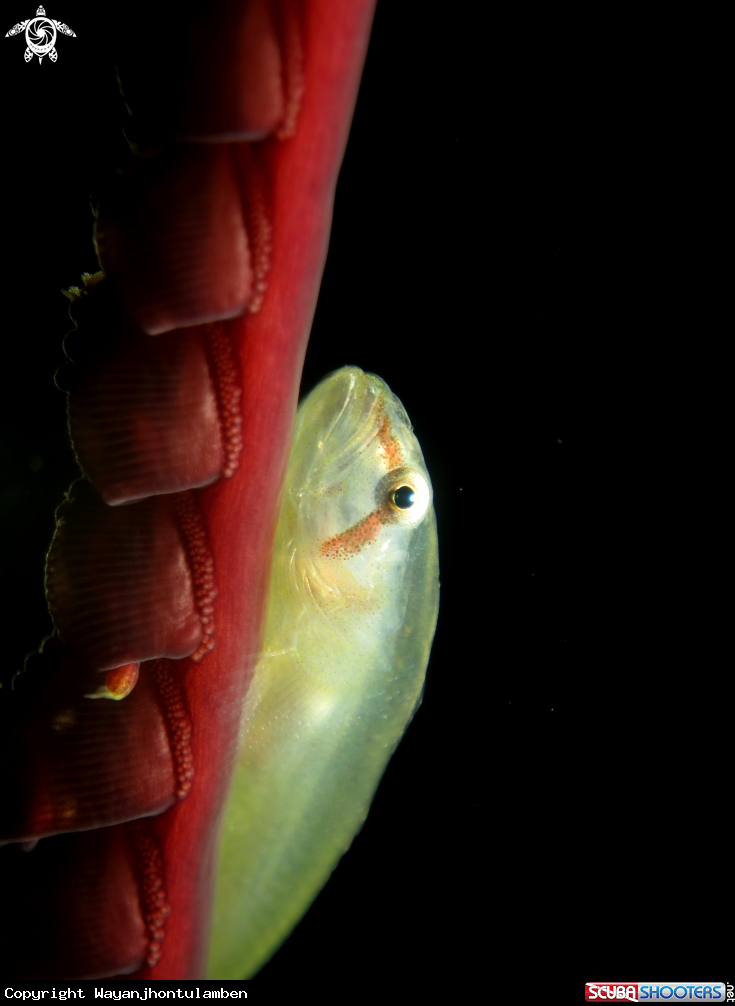 A Goby