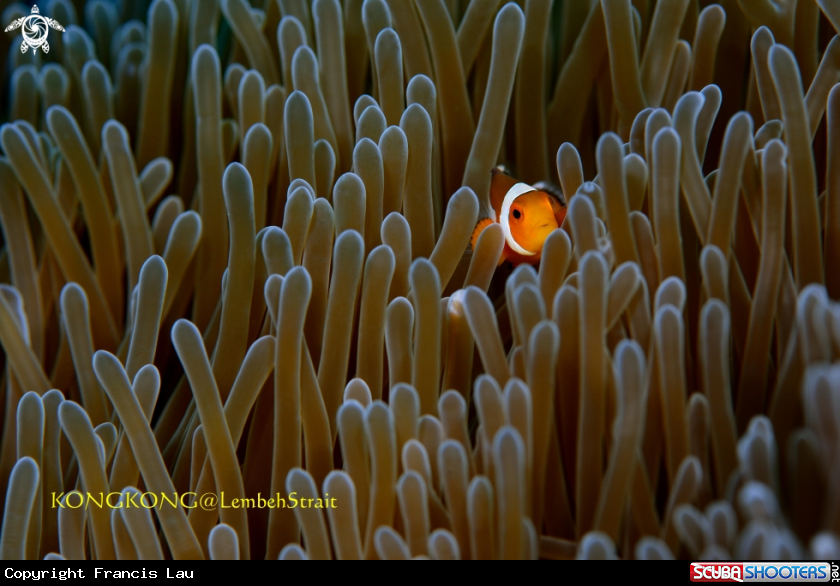 A False Clown Anemonefish